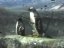 gentoo pinguin 1